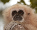Gibbon
